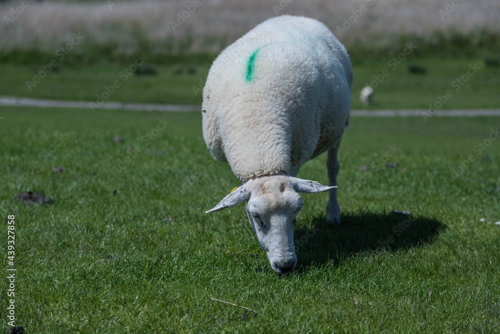 Grasendes Schaf auf einem Deich an der Elbe. Grasendes Schaf auf einem Deich an der Elbe.