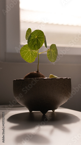 The Stephania Erecta plants in the clay pot place on the table near the window with warm light shading on the leaves, Concept of garden in the house while working from home