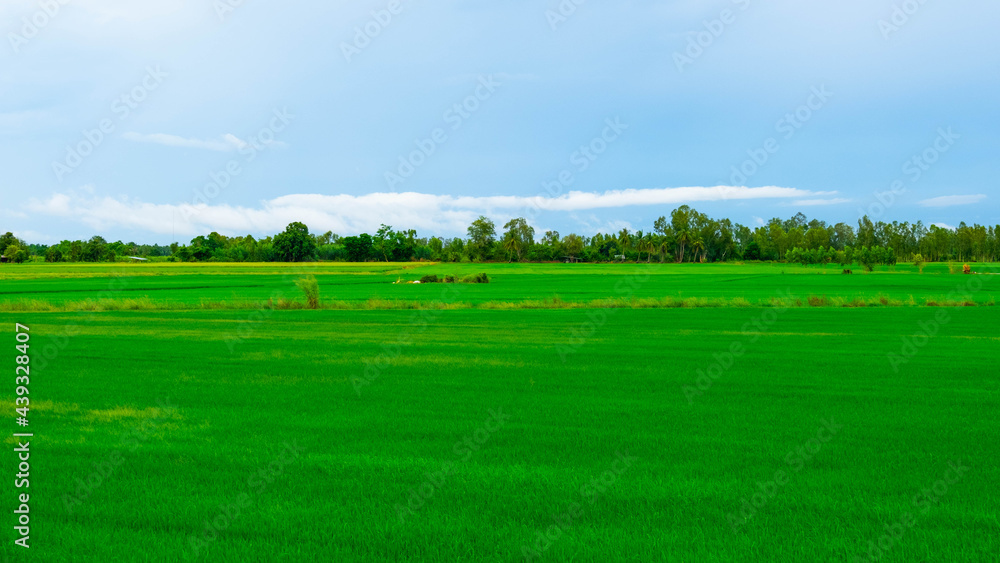 Obraz premium The rice field was small, similar to the grass field.