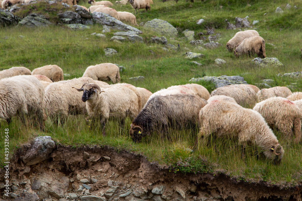 Fototapeta premium Flock of sheep on the Transalpina, Romania