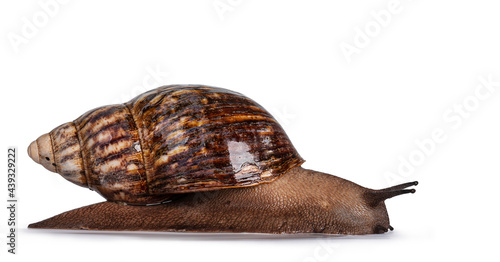 Side view of Giant West African snail, moving side ways. Isolated on a white background.