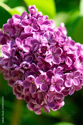 A branch of dark purple lilac with large flowers.