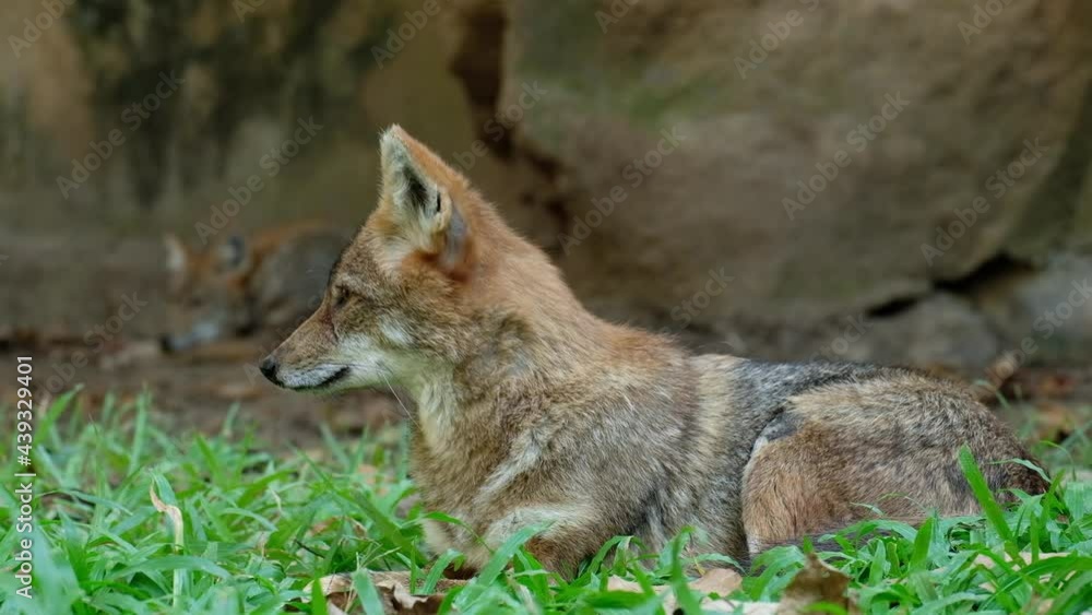 Different actions of the golden jackal during the day. Golden jackal resting on lawn Different actions of the golden jackal during the day. Golden jackal resting on lawn