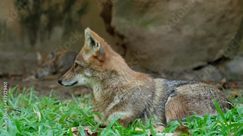 Wallpaper Mural Different actions of the golden jackal during the day. Golden jackal resting on lawn Torontodigital.ca