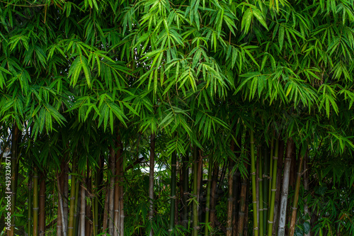 Fototapeta Naklejka Na Ścianę i Meble -  Asian bamboo forest, green nature background, Selective focus
