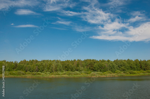 Forest lake trees in summer nature