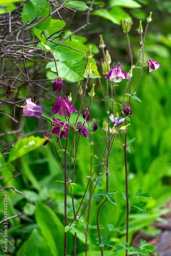 In the garden, aquilegia flowers bloom, commonly called catchment or eagles. Used in medicine. In the garden, aquilegia flowers bloom, commonly called catchment or eagles. Used in medicine.
