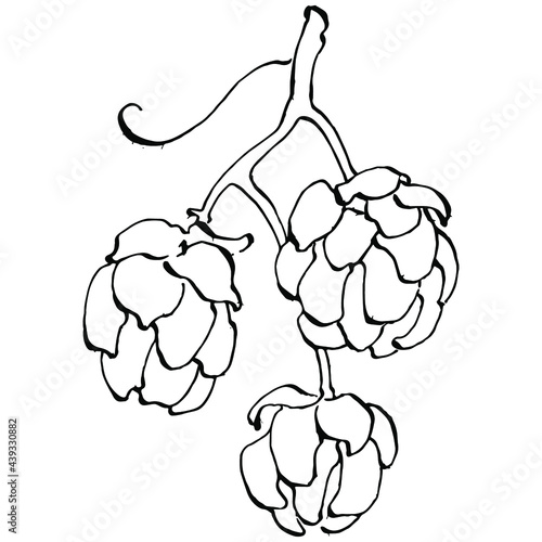 Hop plant hand drawing vintage clip art. Humulus logo or tattoo highly detailed in line art style concept. Black and white isolated. Antique vintage engraving illustration for emblem