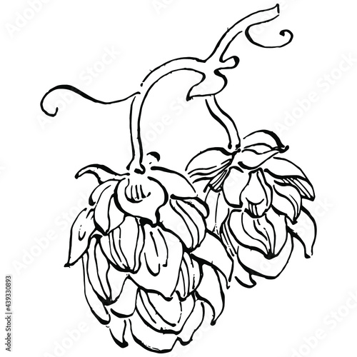 Hop plant hand drawing vintage clip art. Humulus logo or tattoo highly detailed in line art style concept. Black and white isolated. Antique vintage engraving illustration for emblem