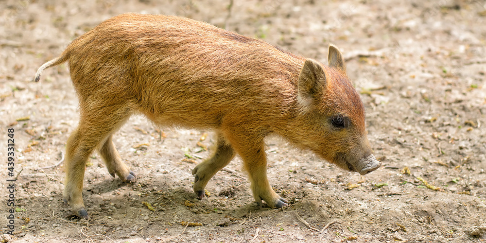 Little cute wild brown baby pig (Sus scrofa, wild boar), panoramic shot Little cute wild brown baby pig (Sus scrofa, wild boar), panoramic shot