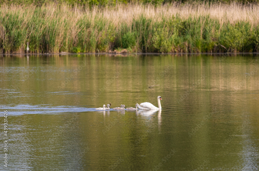 A white swan with chicks on the lake