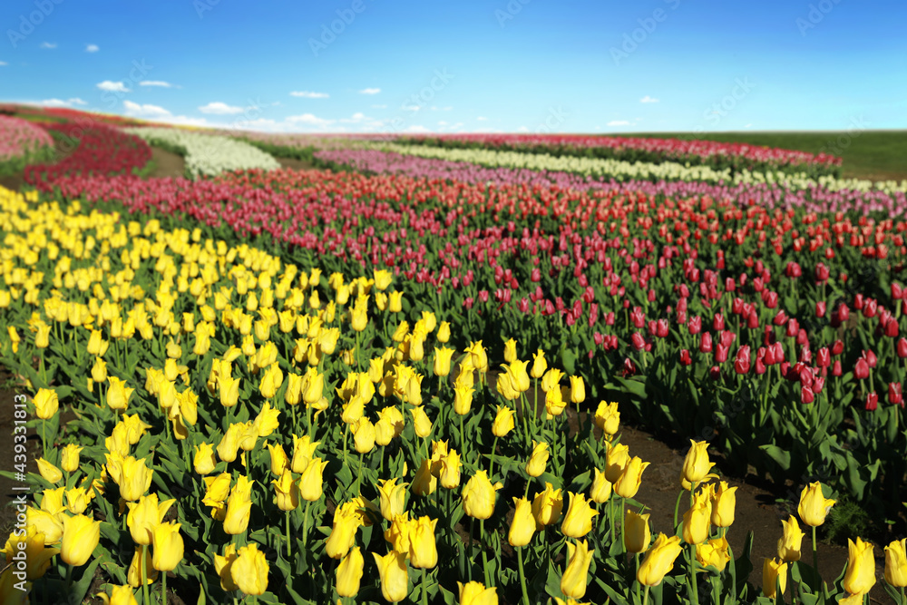 Fototapeta premium Beautiful view of field with blossoming tulips on sunny day