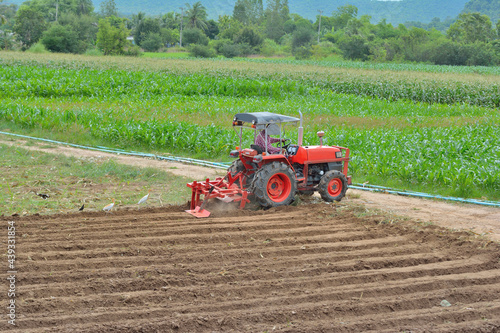 Gardeners are driving the tractor to cultivate the soil. Pelicans looking for food With  forest background