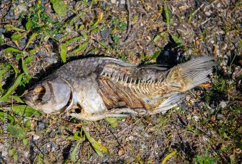 a rotten fish on the ground