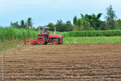 Gardeners are driving the tractor to cultivate the soil. Pelicans looking for food With forest and blue sky  background