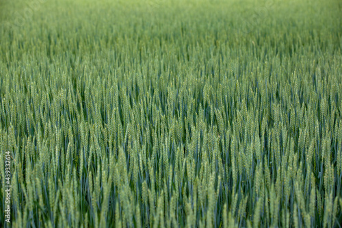 green wheat plants in a field crop