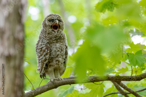 Baby barred owl standing on a branch calling for its parents to bring food. Green background with the afternoon sun illuminating the leaves. Ottawa, Canada