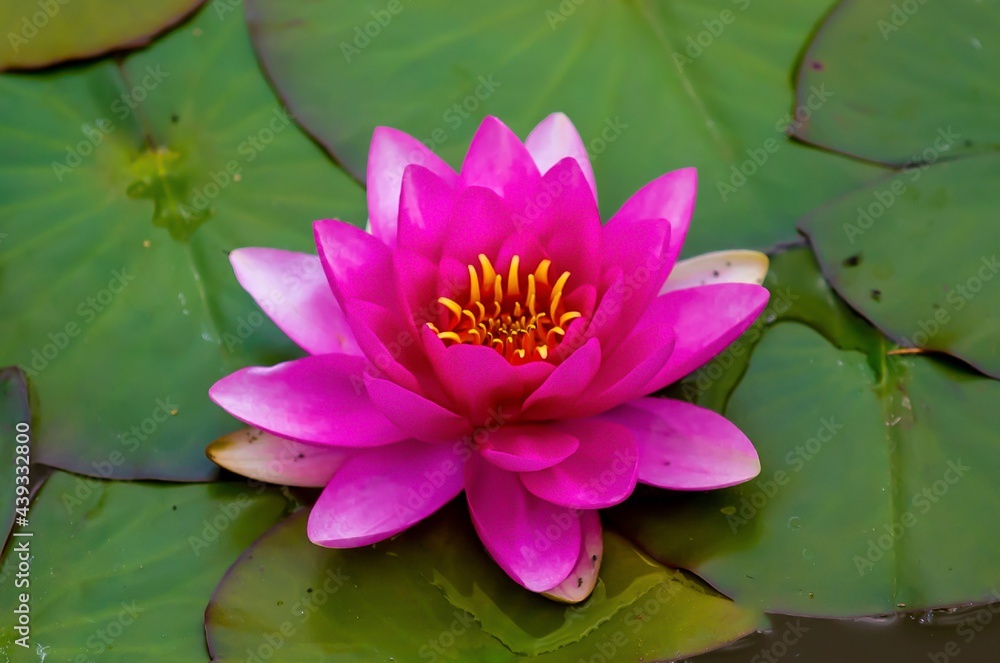a pink water lily flower
