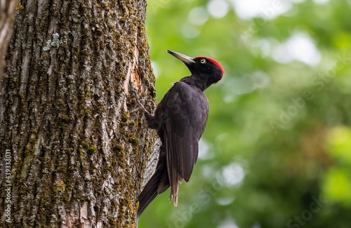 A black woodpecker on the trunk of an oak photo