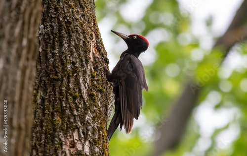A Dryocopus martius woodpecker on the trunk of a tree photo