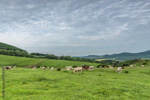 Weide mit Kühen auf dem Dörnberg 