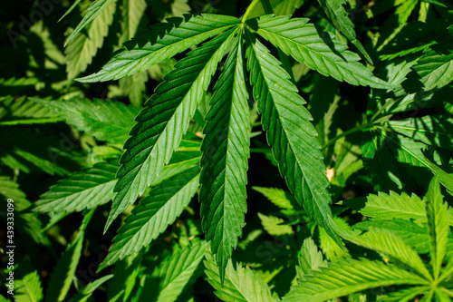 Fototapeta Naklejka Na Ścianę i Meble -  Green cannabis leaves close up