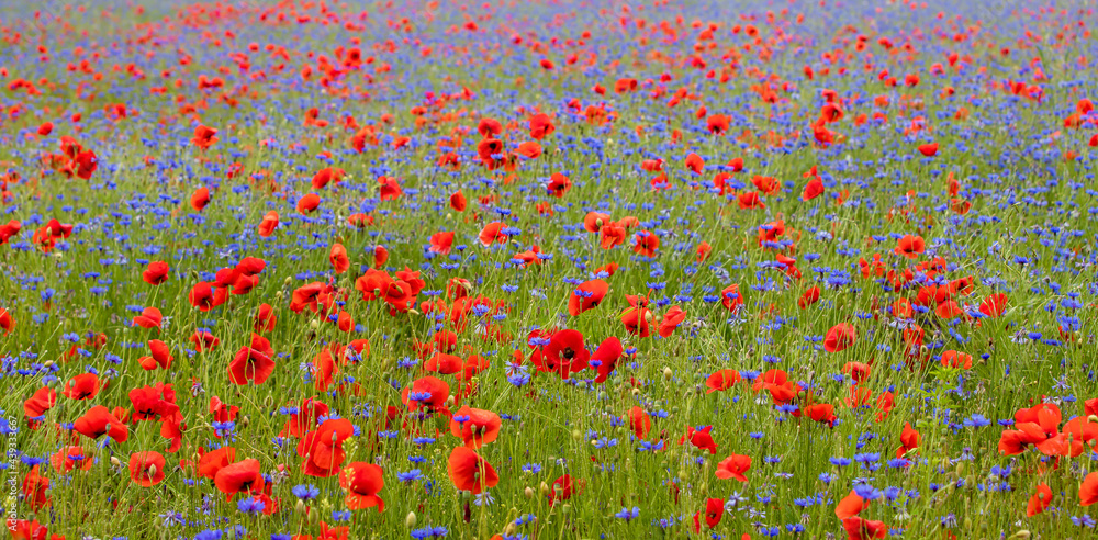 Fototapeta premium a beautiful landscape with a field of poppies and cornflowers