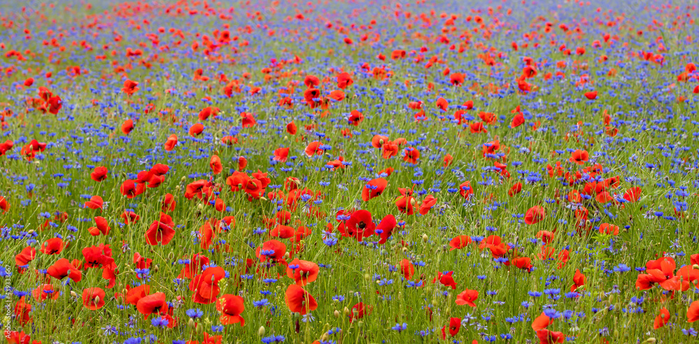 a beautiful landscape with a field of poppies and cornflowers