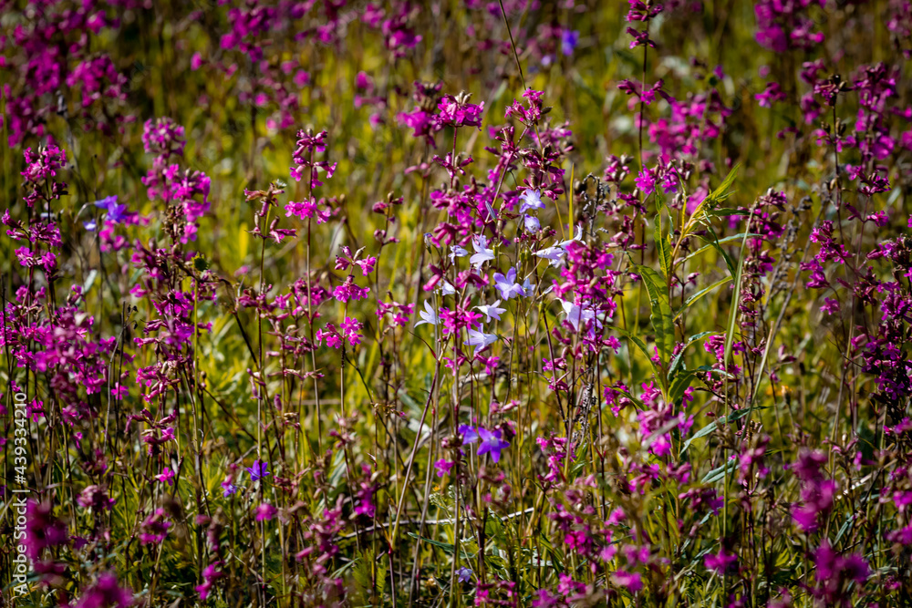 Wildflowers. Background from flowers and field grass. Wildflowers. Background from flowers and field grass.