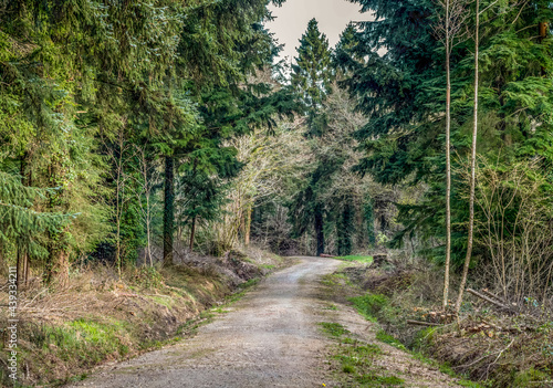 Path into the woods. Haywood Woods, Devon, England.