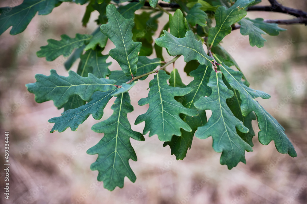A branch of green oak leaves in summer forest. A branch of green oak leaves in summer forest.