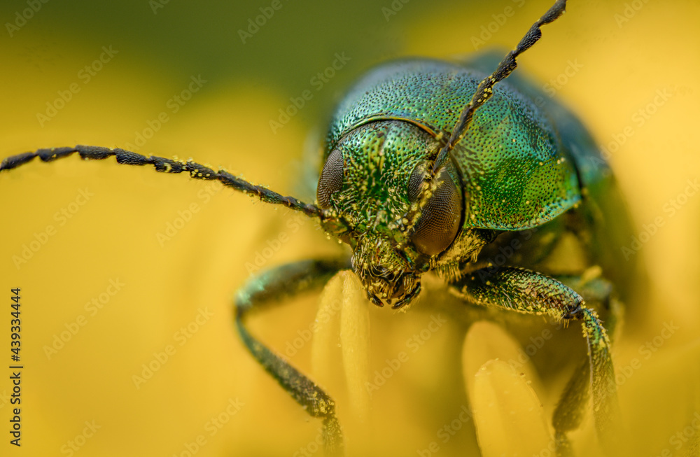 Fototapeta premium Käfer auf Blatt