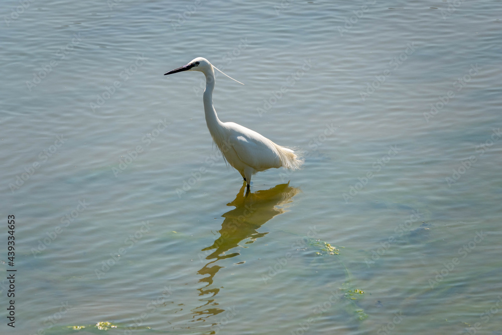 Obraz premium egret a heron with white plumage