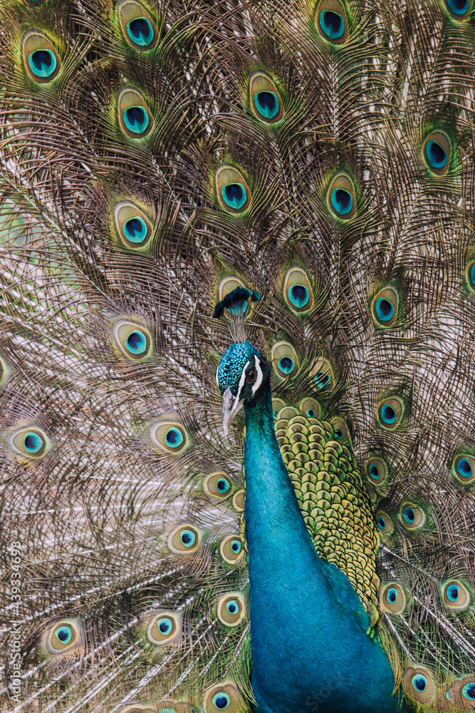 Obraz premium Peacock with feathers . A graceful look 