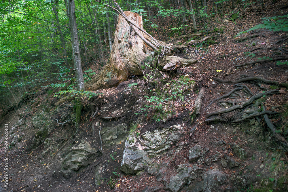 Obraz premium Some strong roots of a tree in a forest in summer.