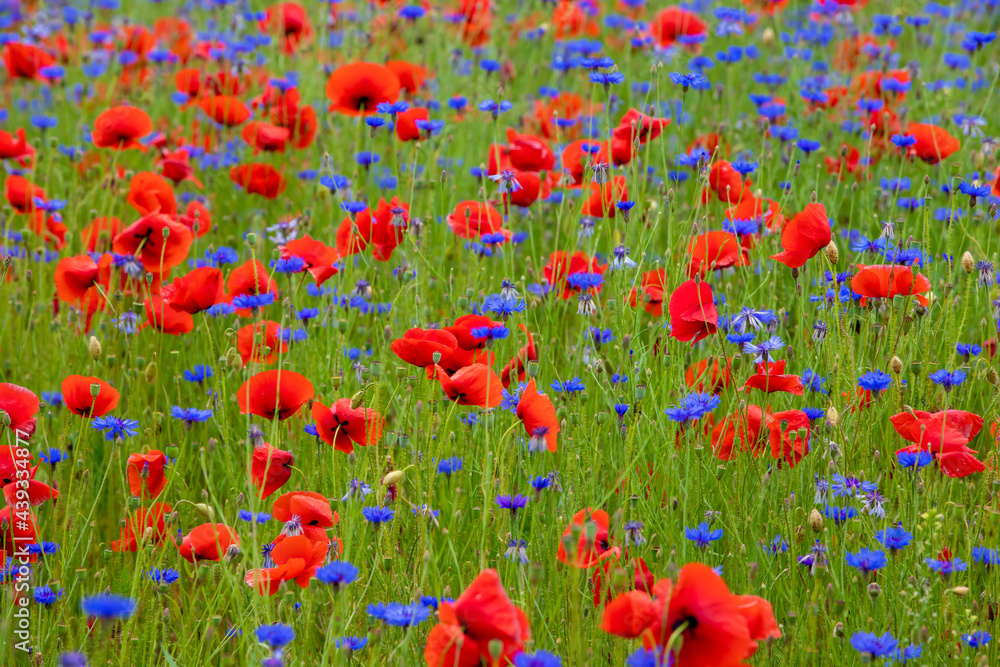 a field of red and blue flowers