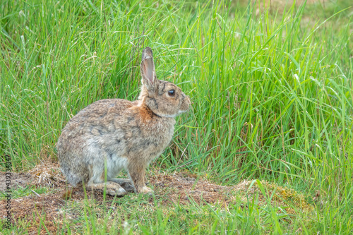 beautiful rabbit sitting in the grass in the English countryside © Penny