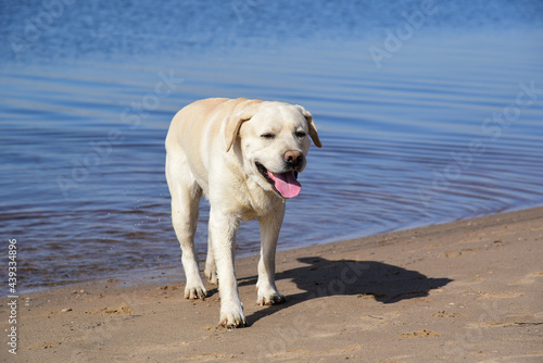 Golden labrador swimming in the river. a dog is playing in the water. front facing. Family vacation by the river. outdoor activities. Walk with dog. 