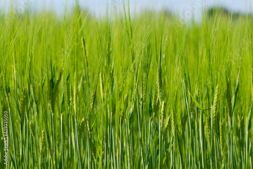 Young Wheat ears illuminated by sunlight. Gorgeous shape of the Wheat spikes. concept of a good harvest in an agricultural field. green spikelets. rye  close-up. green natural background