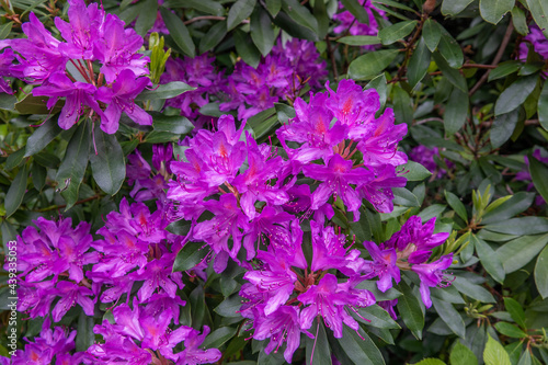 beautiful purple rhododendrons the national flower of nepal