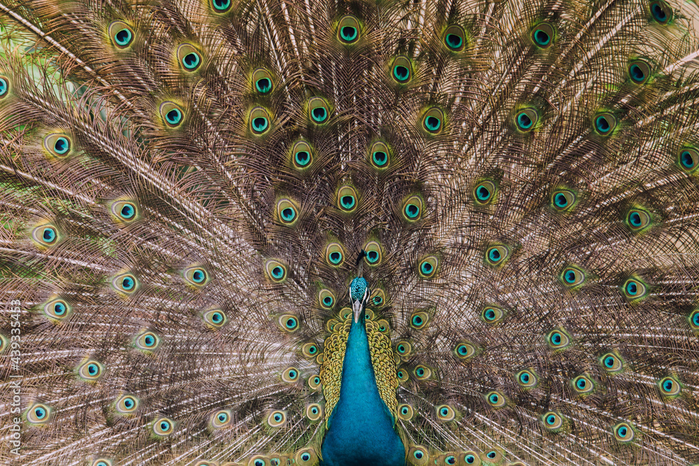 Fototapeta premium peacock with feathers out front shot 