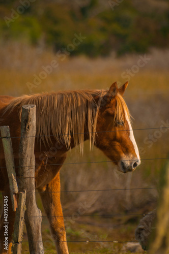 horse in the field © v4nish3d