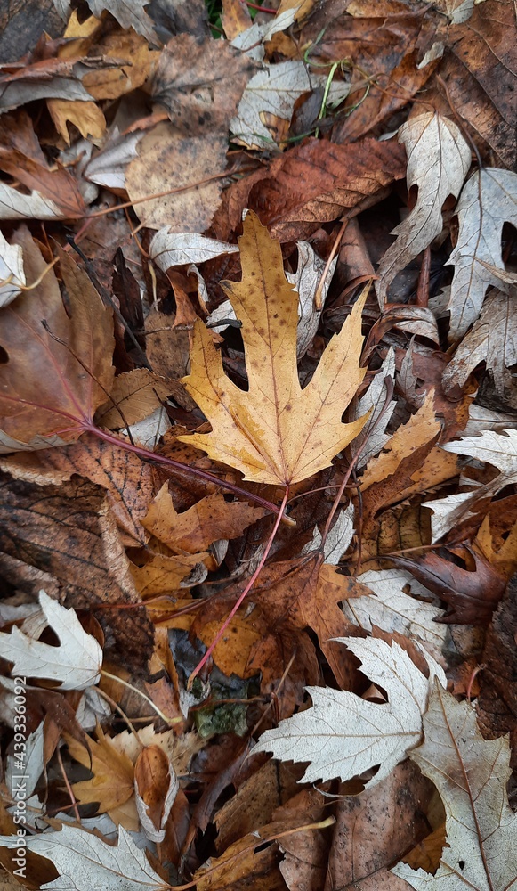 Close-up of fallen autumn maple leaves, November Close-up of fallen autumn maple leaves, November