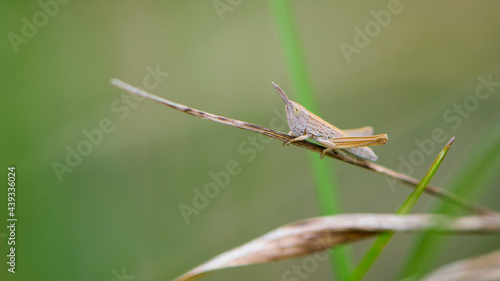 Common field grasshopper resting on a dry stalk of grass. Isolated on light green background. Side view, closeup. Genus species Chorthippus brunneus. macro nature. space for text photo
