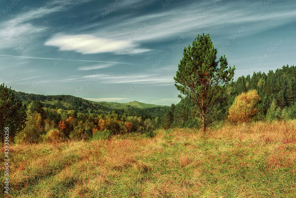 Autumn landscape with a pine in the field and the wood on a background.