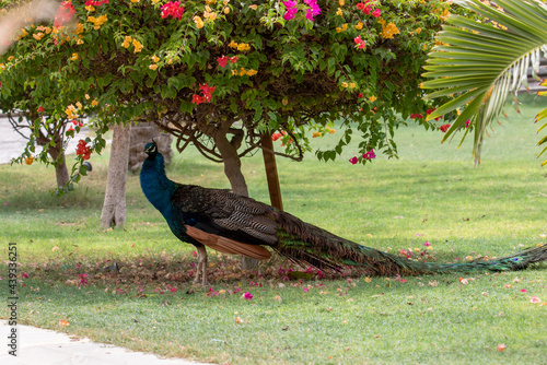 Peacock standing in the shade of plant with milti color flowers photo