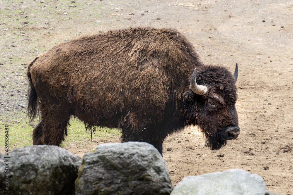 72 件の最適な アメリカバイソン 画像 ストック写真 ベクター Adobe Stock