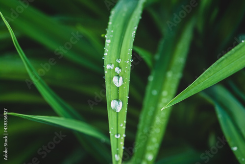 Green leaves with drops of rain water