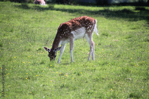 A close up of a Fallow Deer