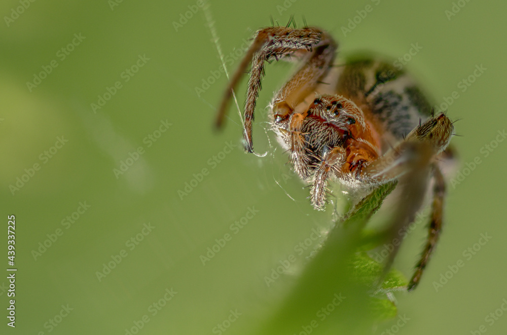 Kreuzspinne auf Blatt Kreuzspinne auf Blatt
